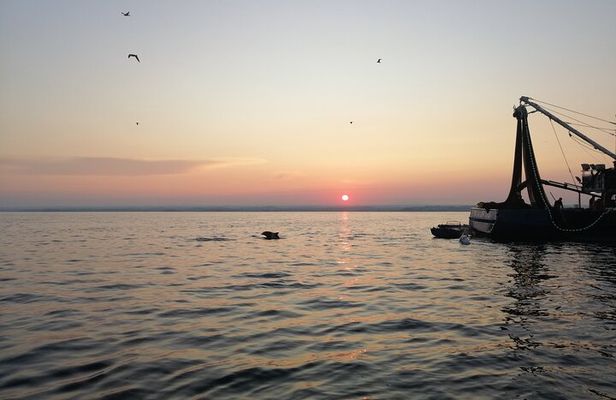 Dolphin Sunrise Adventure with Speedboat
