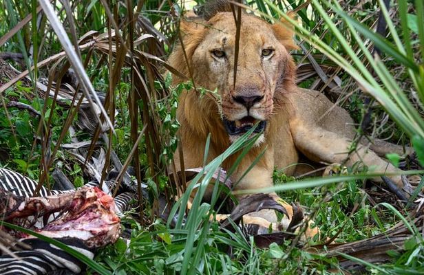4 Days 3 Nights Selous (Nyerere national park) & Mikumi Adventure