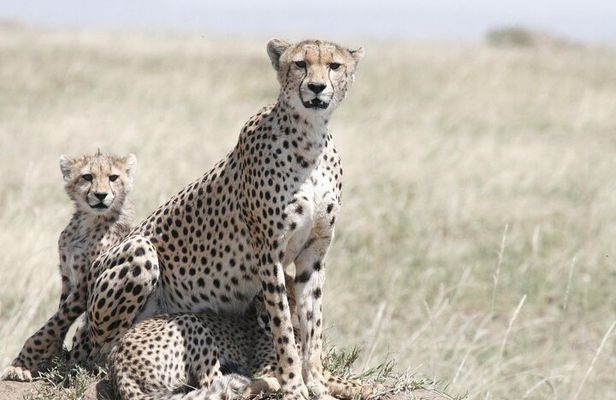 6 Days Kenya Tanzania Combined Safari - Luxury Lodges