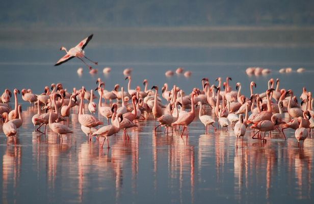 5 Days Northern Tanzania Safari- Lodging