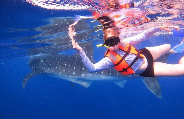 Cancun Whale Shark Experience with Snorkel & Transportation