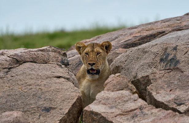 7-Day Midrange Tanzania Safari Adventures (Big 5)