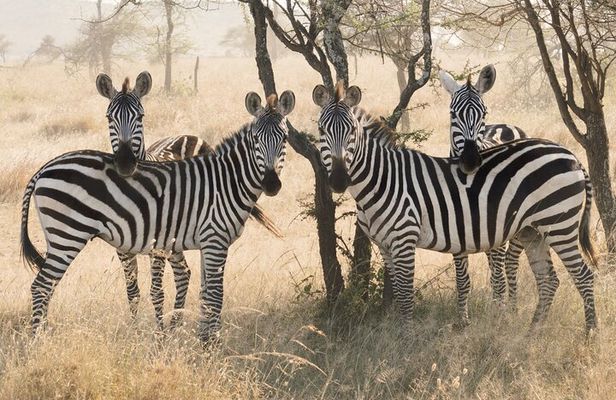 3-Day Luxury Safari Private Tour Tarangire and Ngorongoro