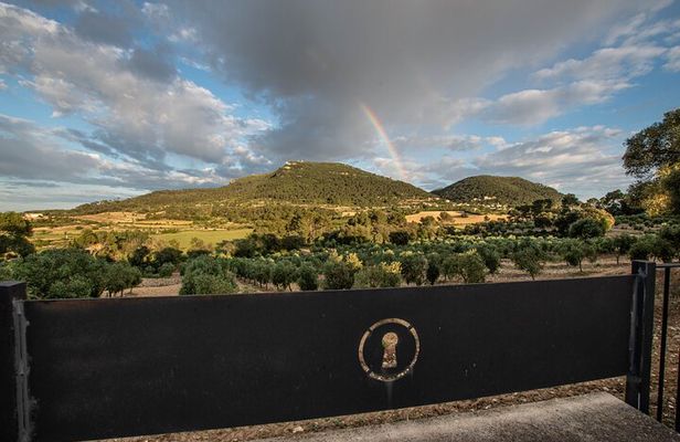 Tour to olive grove and olive mill, oil tasting and snack