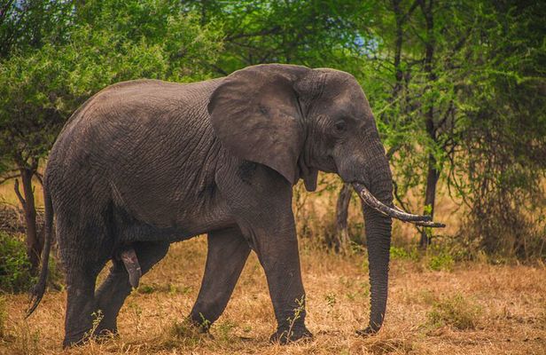 From Zanzibar Day Safari Tour to Mikumi National Park