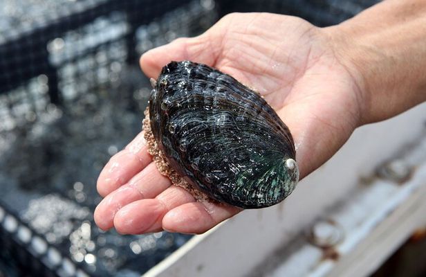 Abalone Farm Tour