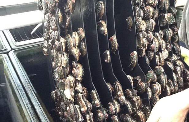 Abalone Farm Tour