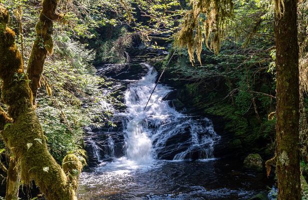 Ketchikan Magical Old-Growth Creek Trek Guided Tour