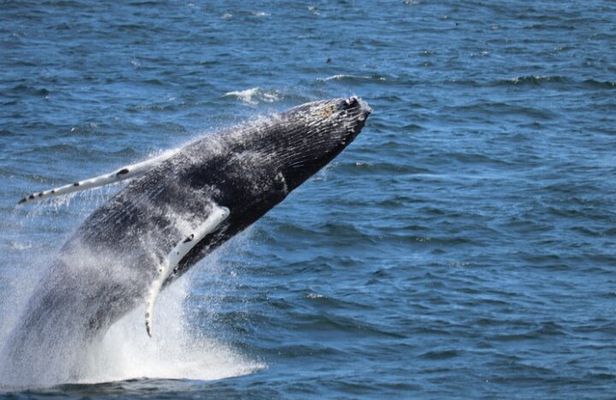 Guided Whale Watching Experience from Reykjavik