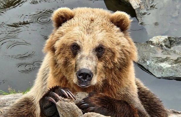 Sitka's only Private Simply Amazing Tour