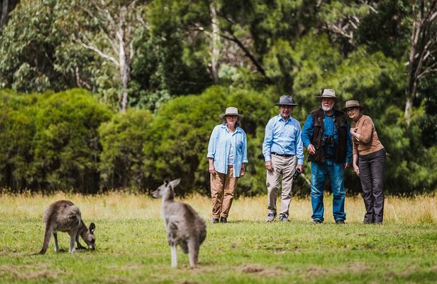 Kangaroos and Koala Experience Tour