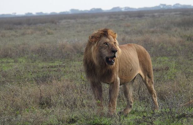 4 Days Best Budget Tanzania Camping Safaris