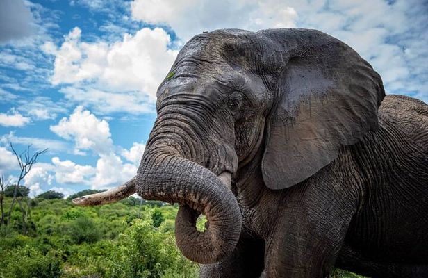 Chobe Full Day Trip