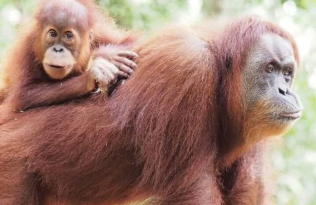 5 Day's 4 Night's jungle Tour trekking in Bukit Lawang