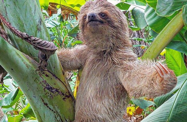 Sloths in the Rain Forest and Safari by the River