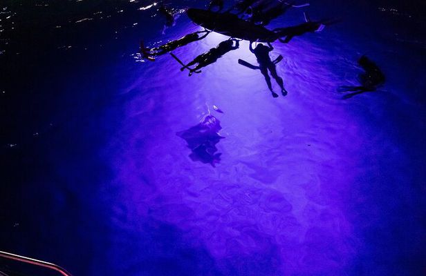 Night Manta Snorkel Tour
