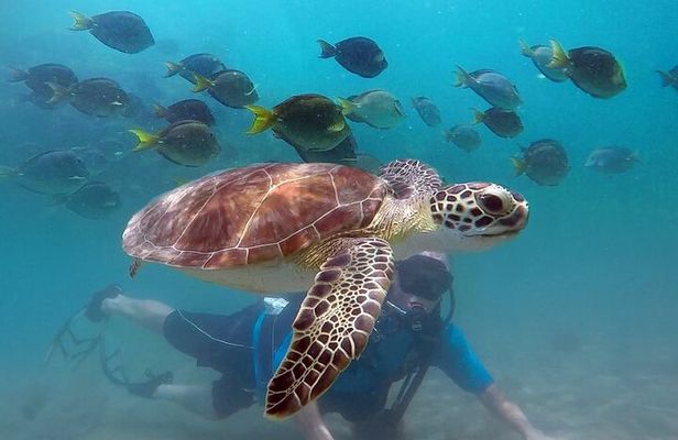 Beginner Scuba Diving with Turtles and Videos, San Juan