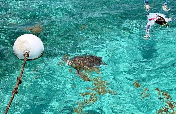 Turtle Garden Snorkeling Tour and Island Break