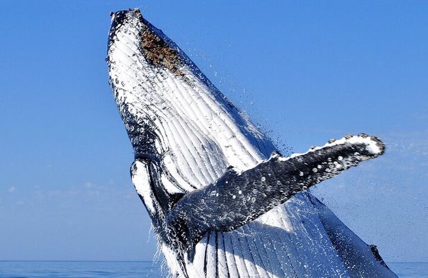 2 hour whale watching experience departing Hillarys Boat Harbour