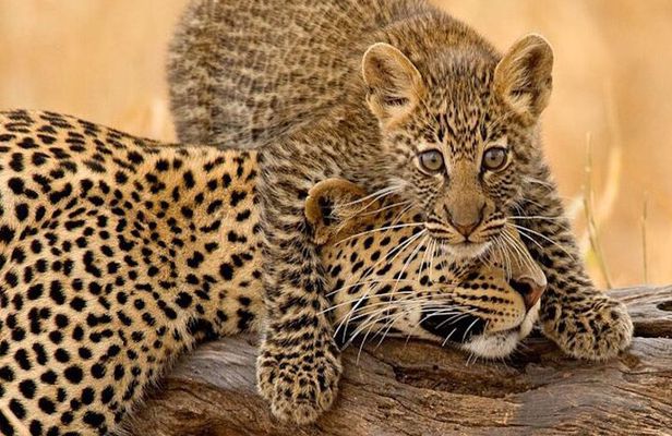 4 Days Budget Camp Safari Serengeti, Ngorongoro Crater and Tarangire Park