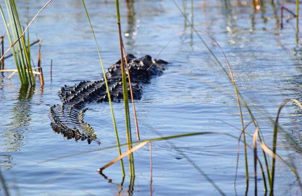 Miami / Port: Everglades Airboat Wildlife Experience