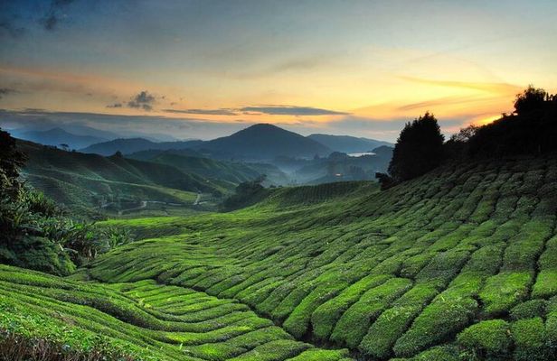 Private Full Day Tour : Cameron Highlands with Batu Caves Stopover