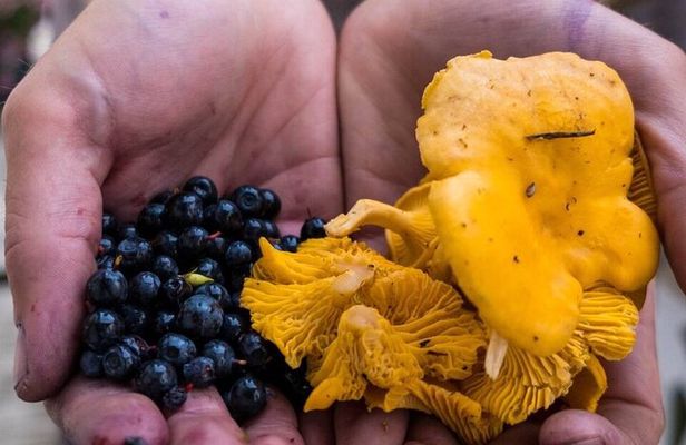 Wild Forest Berries and Mushrooms Picking Tour