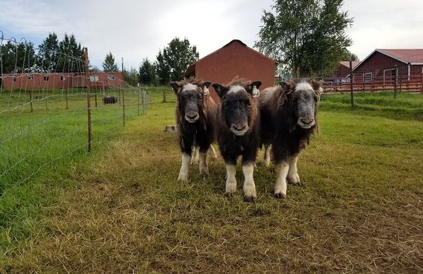 Guided Tour of Musk Ox Farm