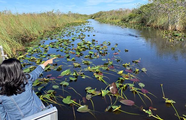 Miami: Everglades Airboat and Wildlife Experience