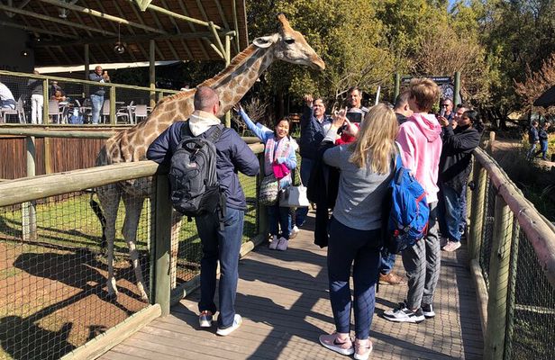 Unforgettable Lion Safari Adventure from Johannesburg 