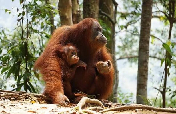 Bukit Lawang Full Day Private Jungle Trekking To See Orangutans