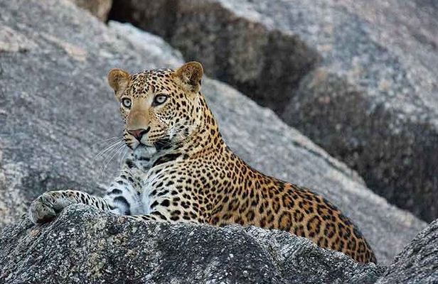 Ranakpur Leopard Jeep Safari