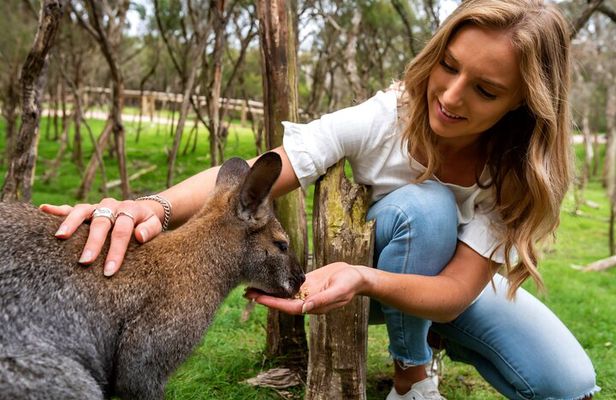 Full-Day Penguins and Wildlife Nature Experience from Melbourne
