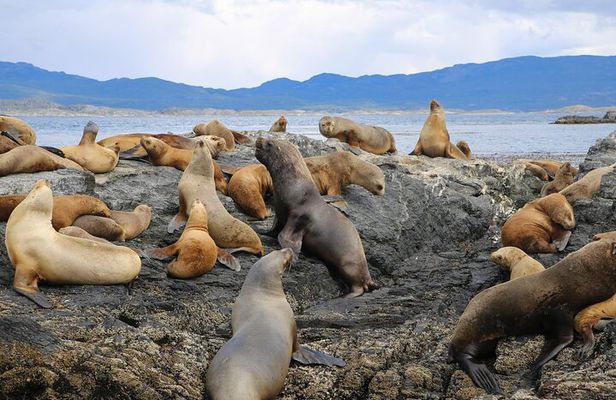 Navigation through the Beagle Channel, Los Lobos and the Bridges