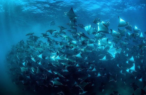 Mobula Ray Snorkeling with Photos Included