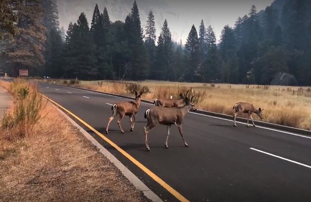 San Francisco, Yosemite & 17-Mile Drive 3-Day Tour from LA