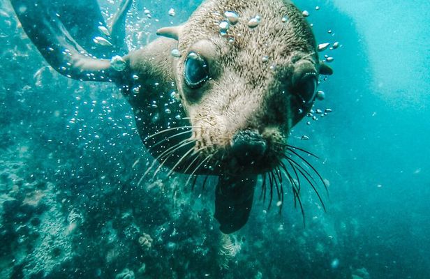 Cape Town Seal Snorkelling, Penguin Colony & Cape of Good Hope Private Tour