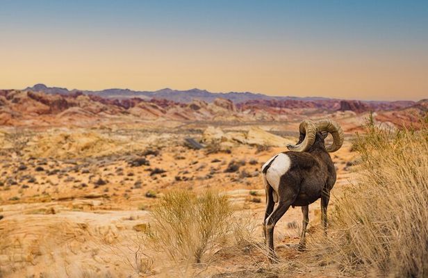 Valley of Fire Sunset Tour from Las Vegas