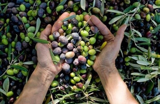Corinth & Olive Oil Tasting Private Tour from Athens