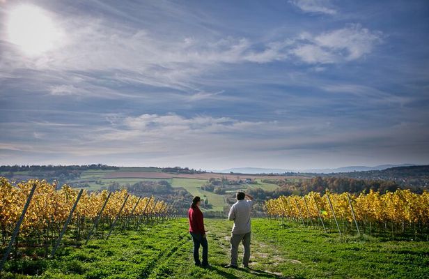 Wieliczka Vineyard: Wine tasting with local snacks