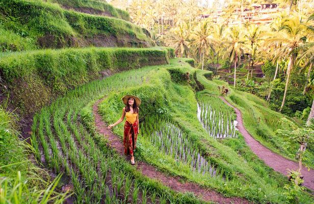 Ubud Tour with Swing, Temple, Monkey Forest, and Waterfall