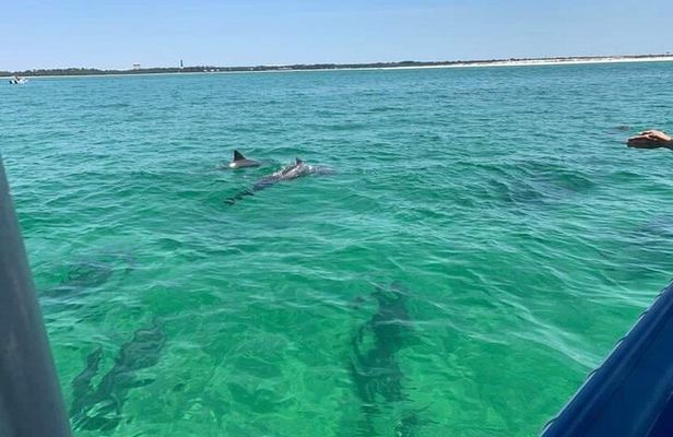 Dolphin & Sightseeing Cruise + Beach Stop + Snorkel + Equipment