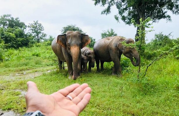 Full Day Tour to Sigiriya, Dambulla and jeep Safari from Colombo