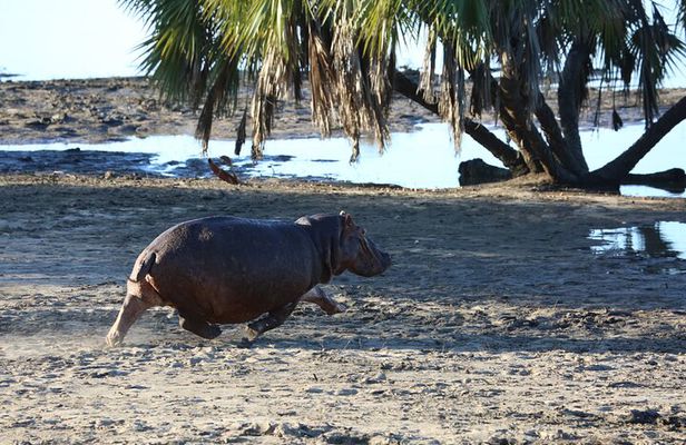 3 Days/2Nights Nyerere National Park Safari