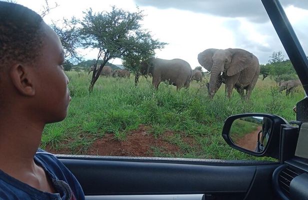 Full Day Ultimate Pilanesberg National Park Safari from Johannesburg or Pretoria