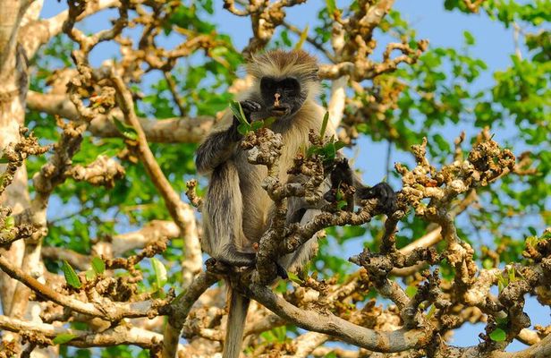 Private Full-Day: Dolphin & Monkey Jungle Adventure