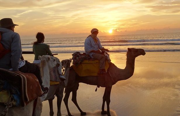 1 Day Dromedary Ride Near Essaouira