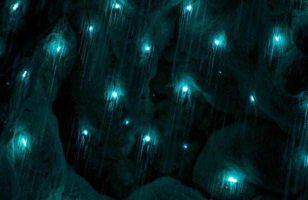 Kawiti Glow Worm Cave Tour & Opua Forest Walk