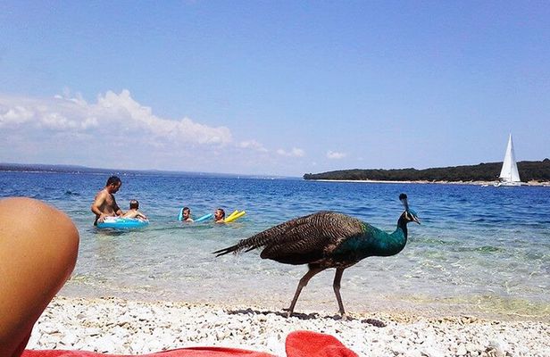 Stop on Island & National Park Day Cruise with Lunch Drinks
