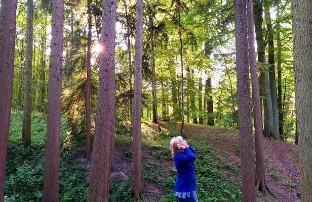 Shinrin Yoku in the Sonian Forest Belgium